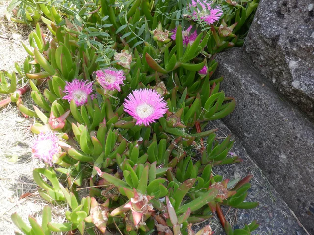 バクヤギク