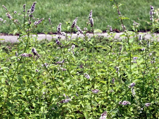 Kentucky Colonel Mint