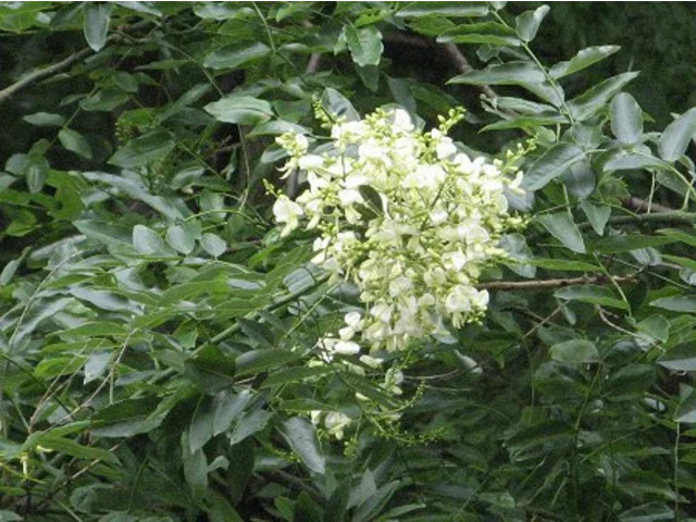 Japanese Pagoda Tree