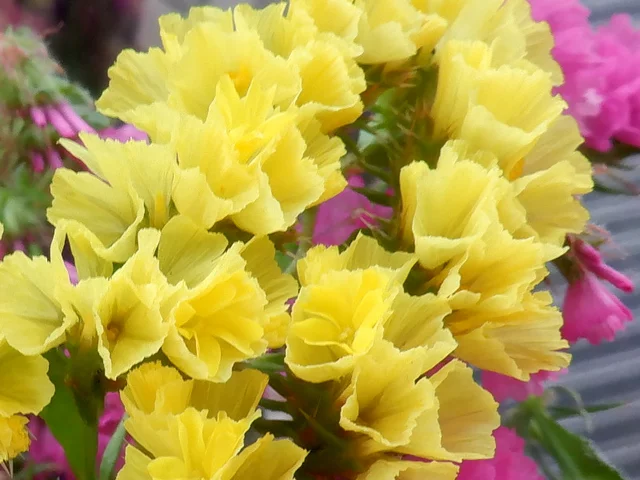 星辰花