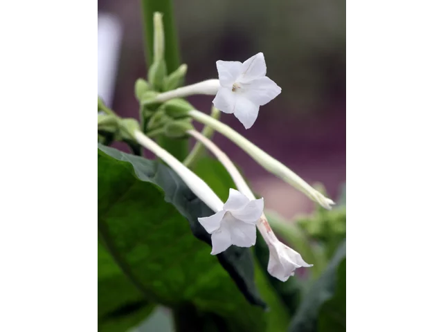 Nicotiana