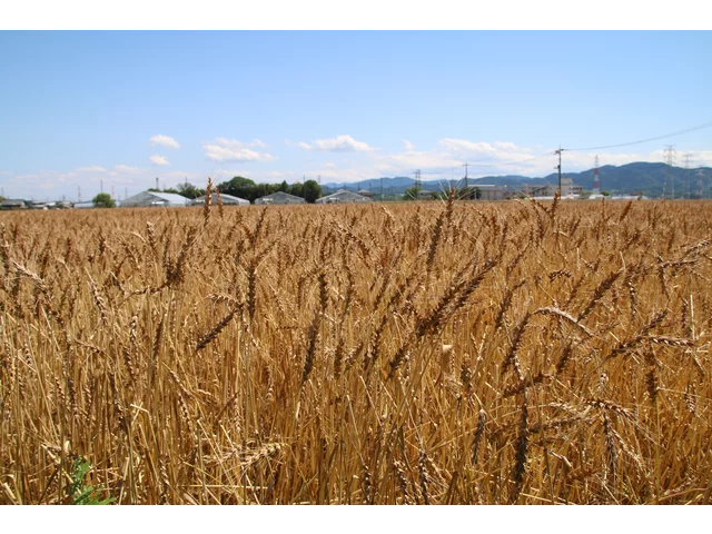 Winter wheat