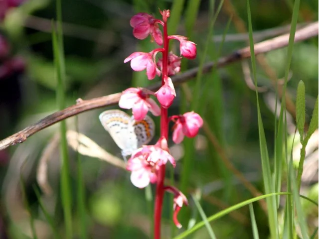 Pyrola alpina