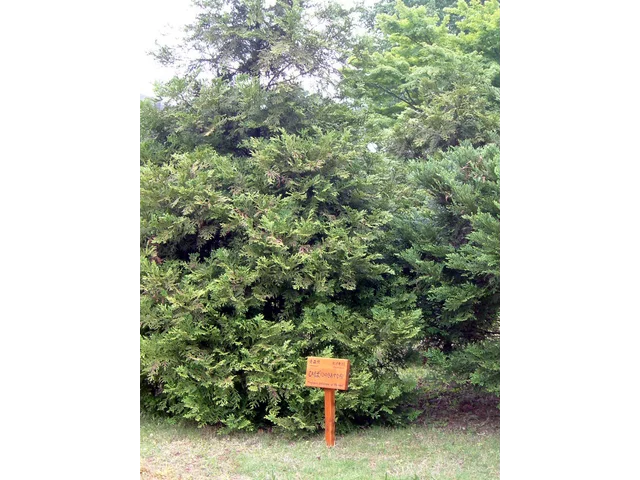 Aomori cypress