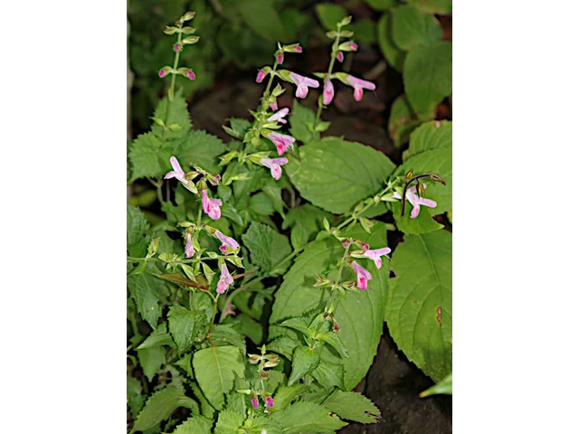 Salvia glabrescens