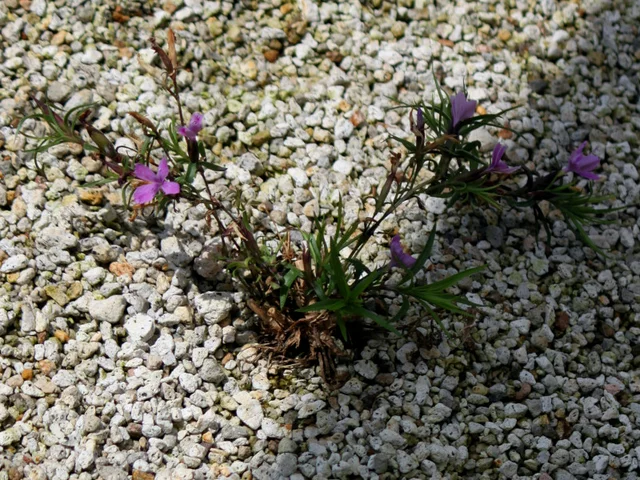 Dianthus