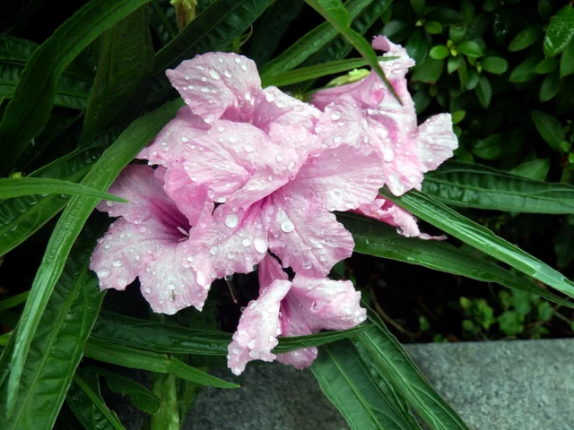 Ruellia brittonia