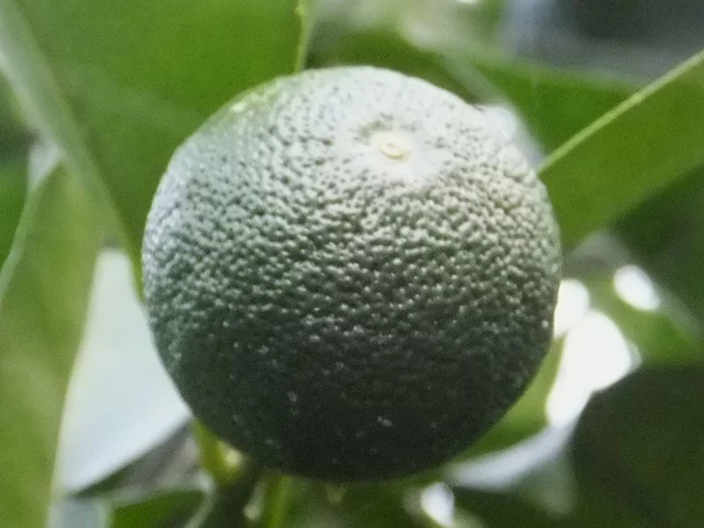 酢橘
