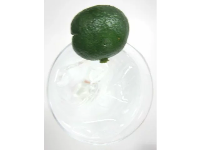 シークヮーサー