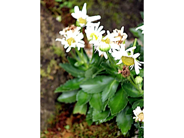 蒿子秆