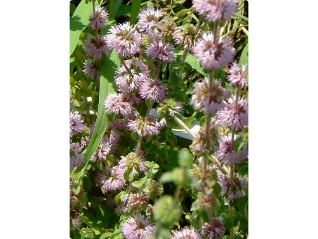 Pennyroyal