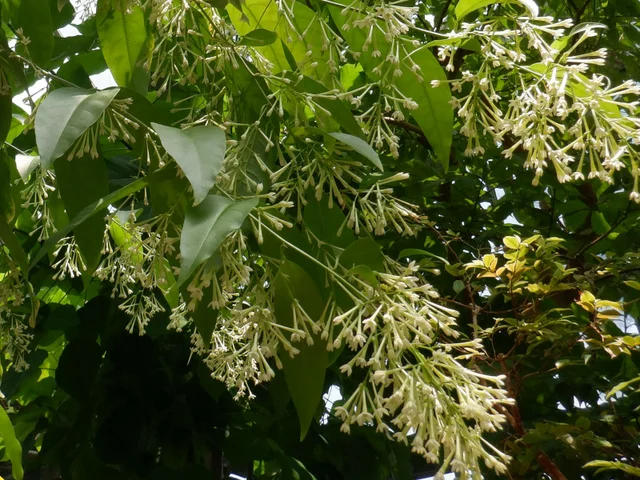 Cestrum nocturnum