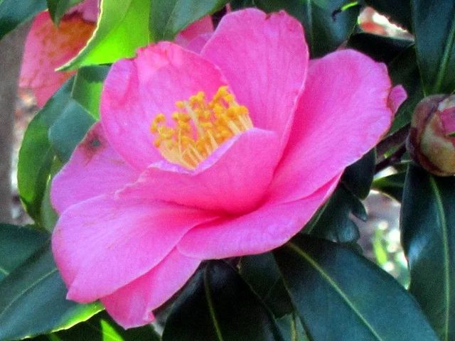 山茶花 '笑顔'