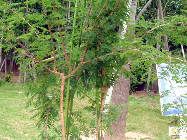 Dichrostachys cinerea