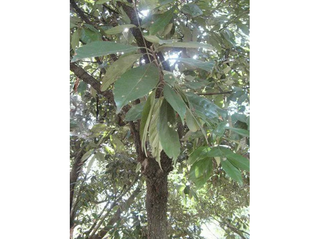 Lithocarpus glaber