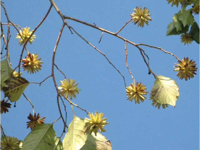drought Lotus tree