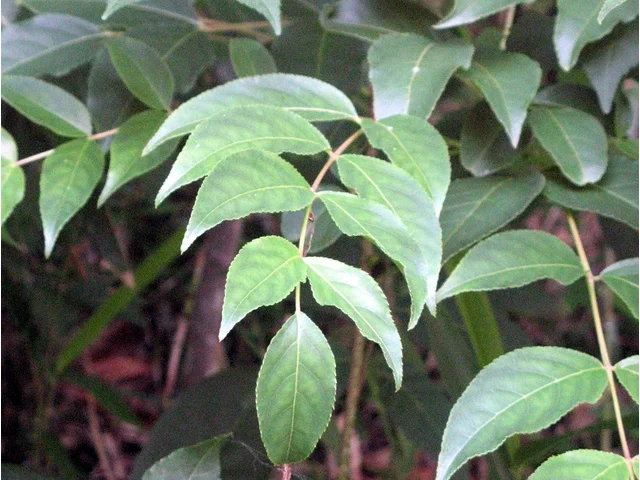 Gonzui