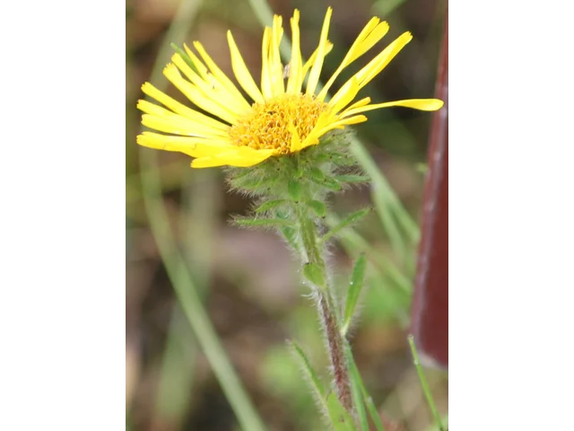 水菊