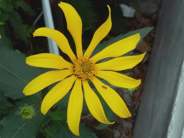 Helianthus tuberosus