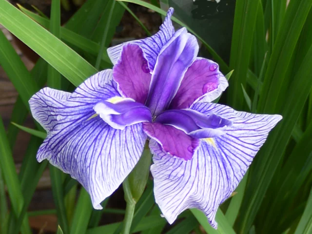 花菖蒲 ’潮来’