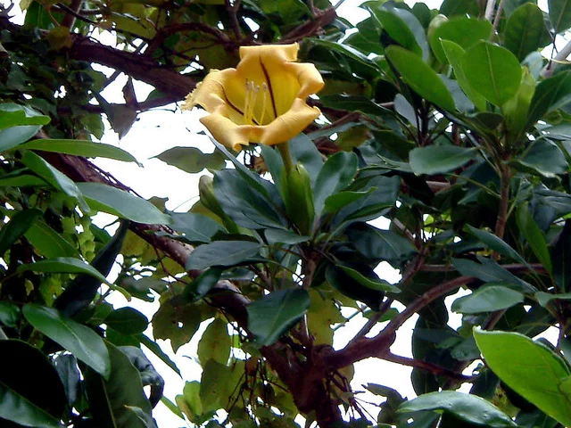 Cup of Gold