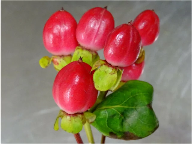 The red berries are a popular | Hypericum androsaemum