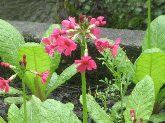Primula japonica