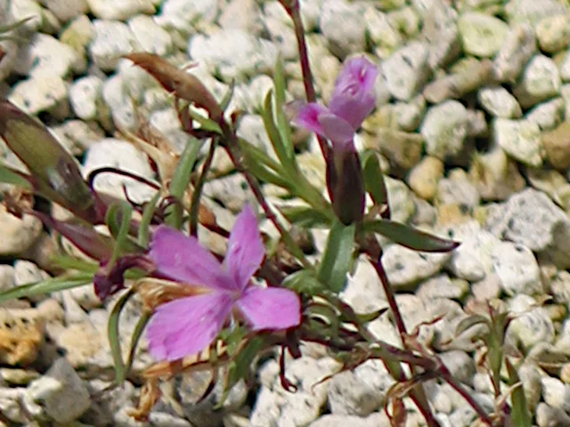 Dianthus