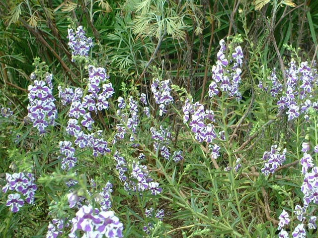 Angelonia serena 'purple stripe'