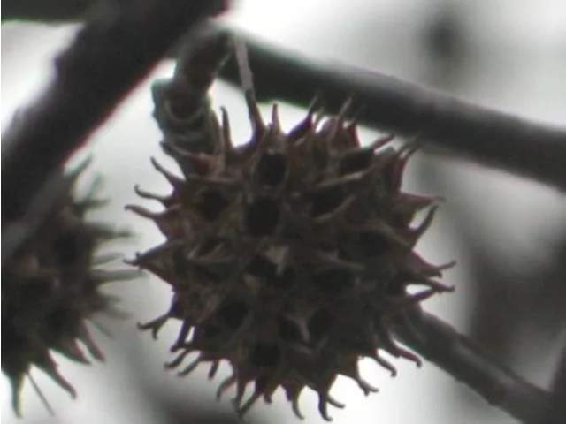 Liquidambar styraciflua