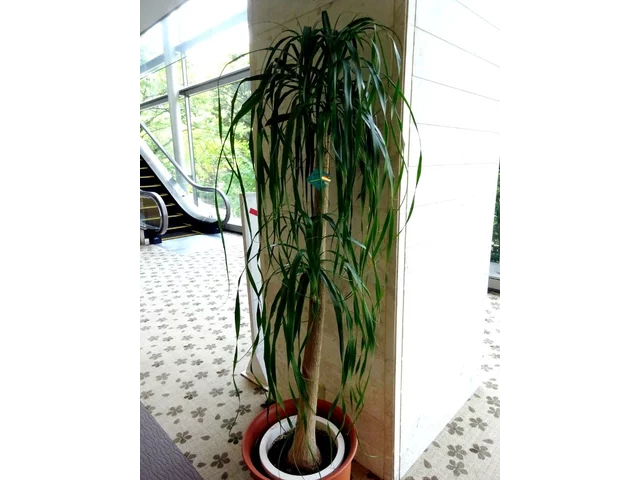 トックリラン | Beaucarnea recurvata | かぎけん花図鑑