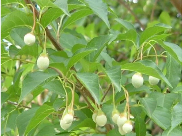 Styrax japonic