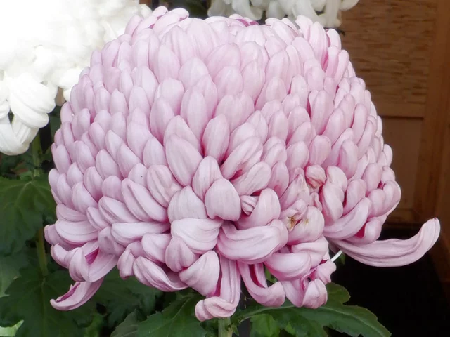菊花 ’花籠’