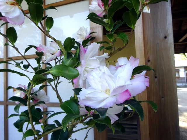 山茶花 "リトルパール"