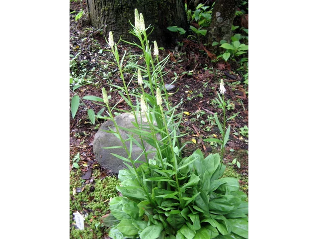 Chionographis japonica