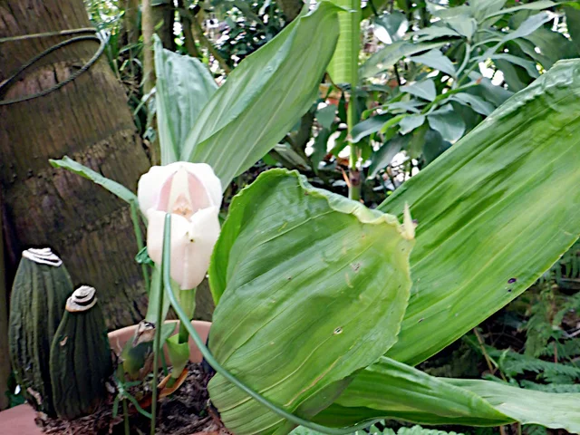 郁金香兰