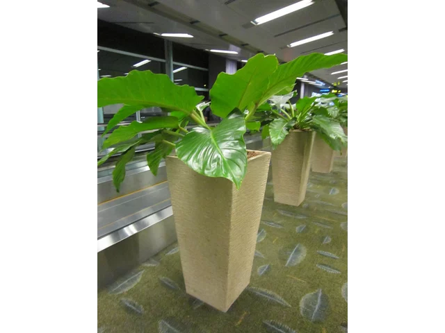 蔓綠絨屬