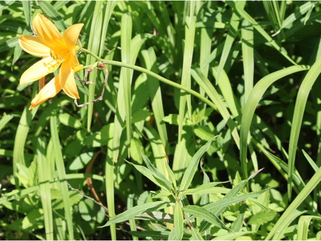 Day lily
