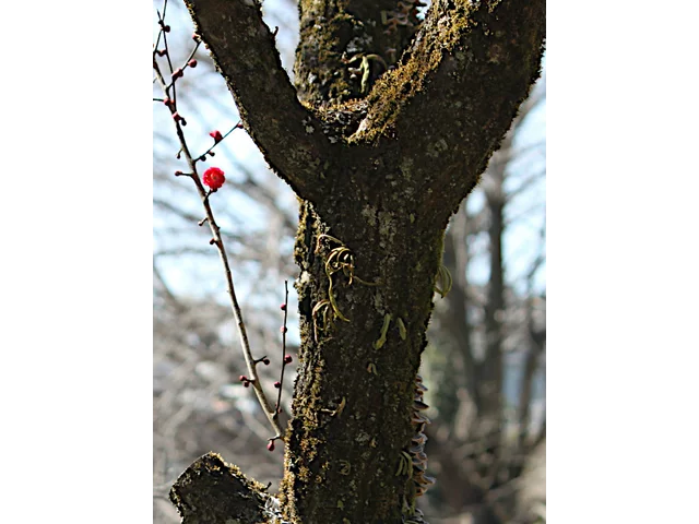 梅花 '佐橋紅'