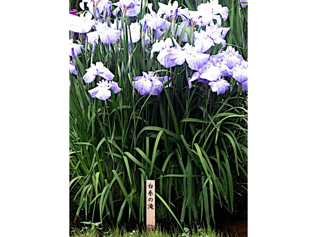 花菖蒲 '白糸瀑布'