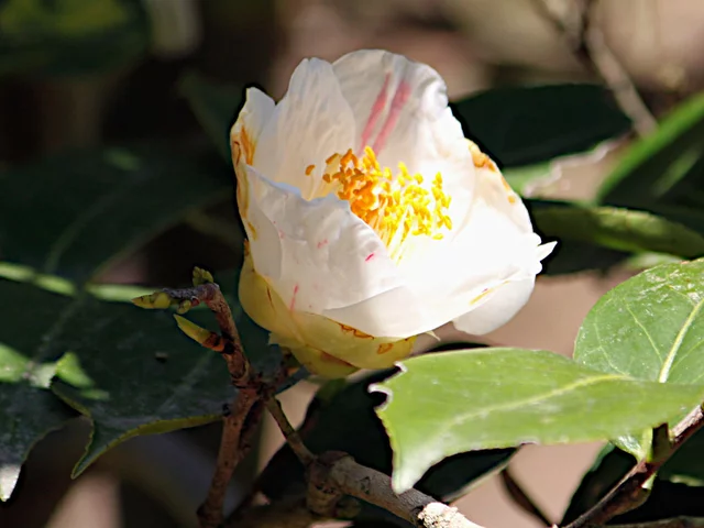Camellia Bungochibori 
