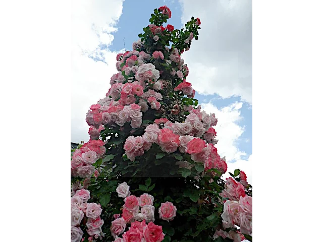 藤性薔薇 "桜霞"