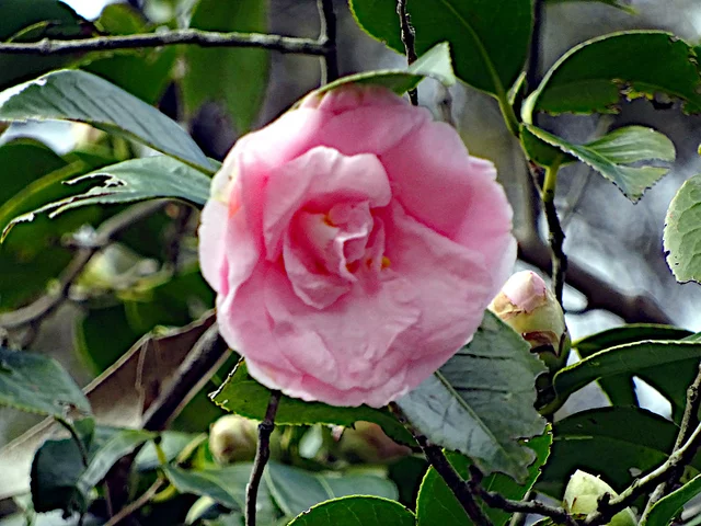 山茶花　'三浦乙女'