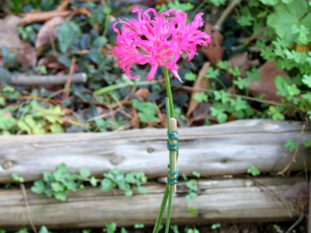 Nerine