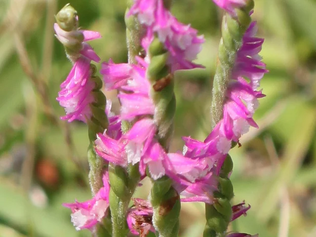 Spiranthes sinensis