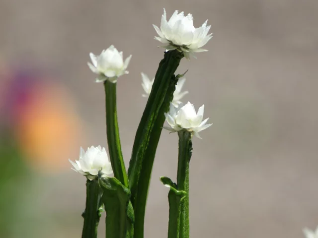 Ammobium