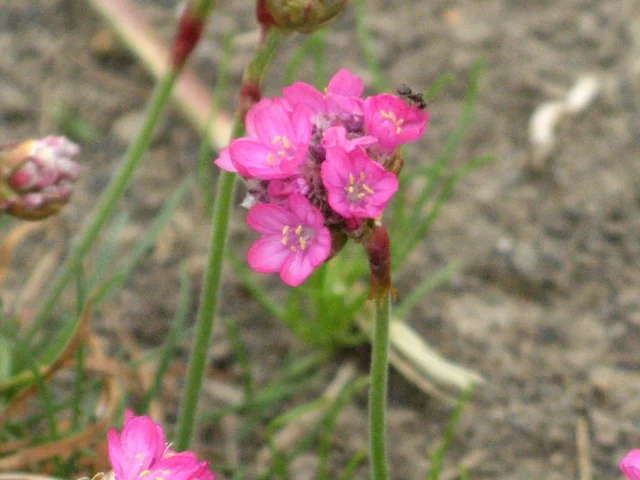 Armeria maritima