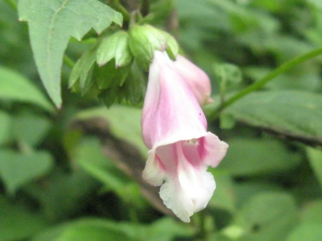 Chelonopsis moschata