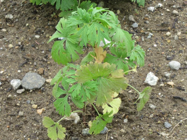 Leonurus japonicus