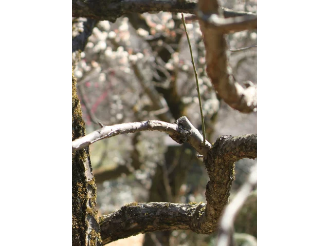 Prunus mume 'Myojo'